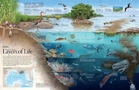 The Gulf Of Mexico Layers Of Life National Geographic Society