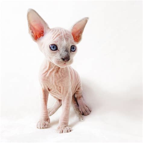 A Hairless Cat With Blue Eyes Is Sitting On A White Background And