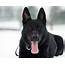 German Shepherd Dog Breed Information  All Our Paws