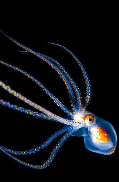 Translucent Octopus Jellyfish Octopus And Squid Pinterest Octopus