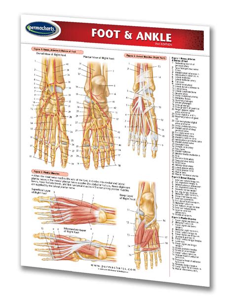 Foot And Ankle Chart And Reference Guide 2 Page Laminated Chart