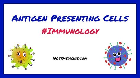Antigen Presenting Cells Immunology Youtube