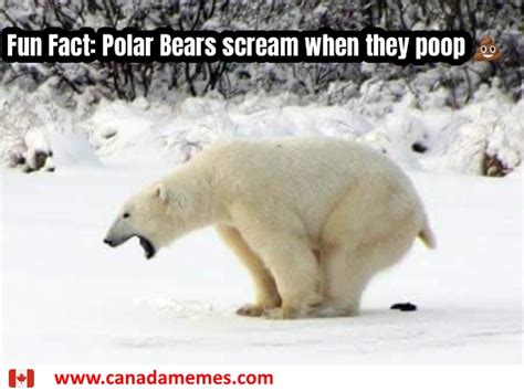 Fun Fact Polar Bears Scream When They Poop 🇨🇦 Canada Memes