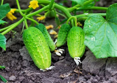 Green Ripe Cucumbers On The Bed Growing Cucumbers Stock Image Image