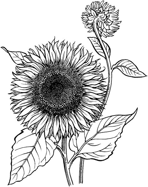 Imagenes De Girasoles Para Colorear Sunflower Coloring Pages Sexiz Pix
