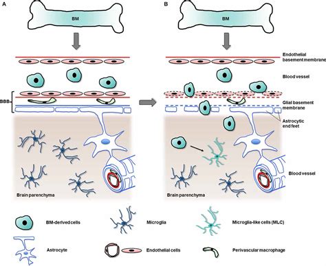 Frontiers Microglia And Microglia Like Cells Similar But Different