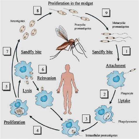 Life Cycle Of Leishmania Parasite Have A Dimorphic Life Cycle Download Scientific Diagram