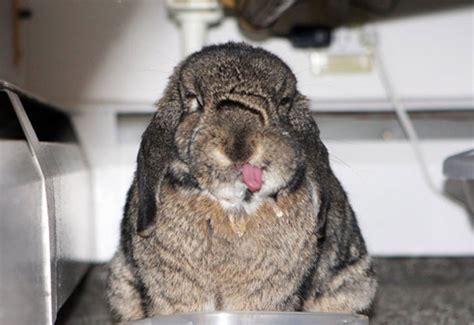 20 Adorable Bunnies Sticking Their Tongues Out Bored Panda