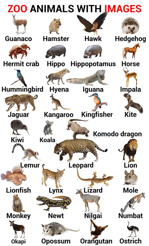 100 Zoo Animals Names In English With Images
