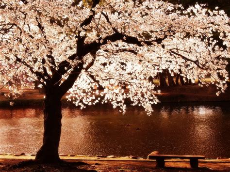 Cherry Blossoms Trees Night Flowers Blossoms Rivers Reflections