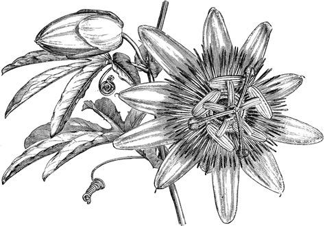 Passiflora Caerulea Clipart Etc