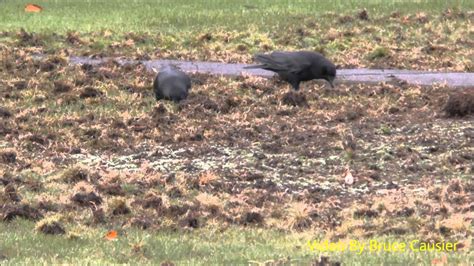 Crows Tearing Up Lawn Youtube