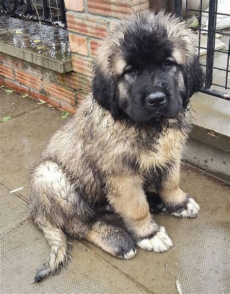 Vaccination certificate available call or whatsapp for more details. CAUCASIAN MOUNTAIN DOG PUPPIES FOR SALE. | Huntingdon ...