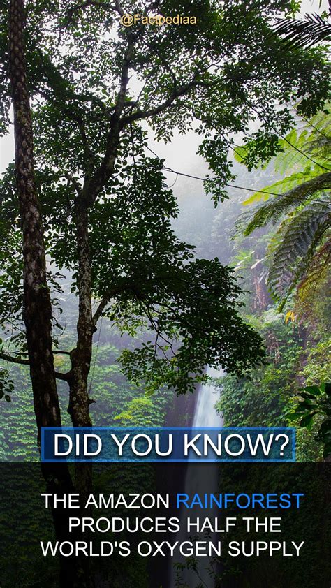 3 Facts About Amazon Rainforest Rainforest Animal