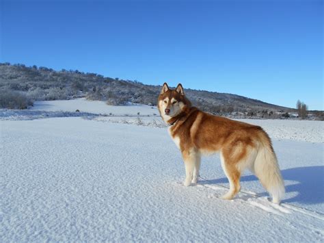 Free Images Snow Pet Vertebrate Siberian Husky Inuki Dog Like