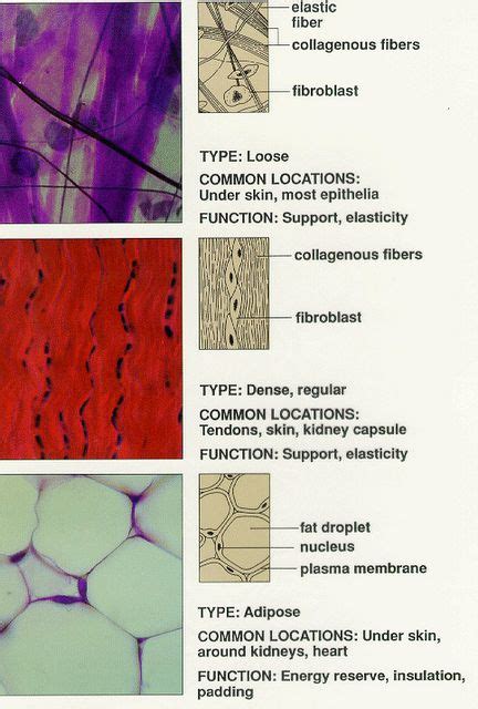 12 Best Tissue Types Ideas Tissue Types Human Anatomy And Physiology