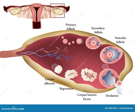 Ovary Stock Vector Illustration Of Organs Fertile Care 21867941
