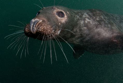 Grey Seal Halichoerus Grypus
