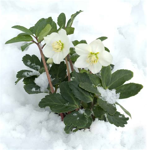 The Christmas Rose Plantscapers