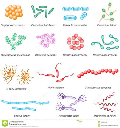 Types Of Bacteria Chart