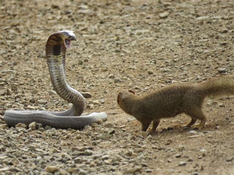 Mongoose Fighting A Cobra Mongoose Won Natureismetal