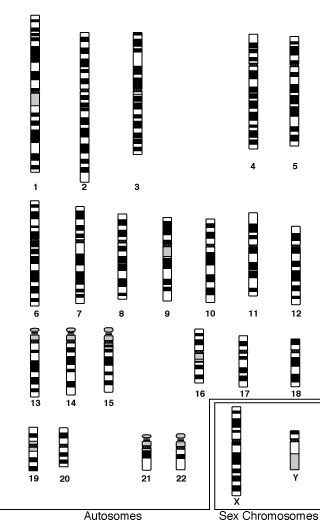 529 202 просмотра 529 тыс. 10.2 Dihybrid crosses & gene linkage - SL/HL2 Biology Ferguson