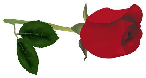 Red Rose Bud Png Clipart Best Web Clipart
