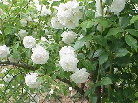 Best Favorite Flowers In The World Top 10 Climbing Roses