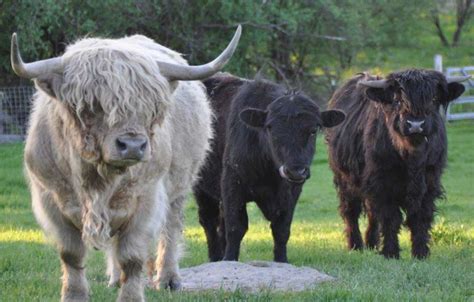 Scottish Highland Cattle Banbury Cross Farm