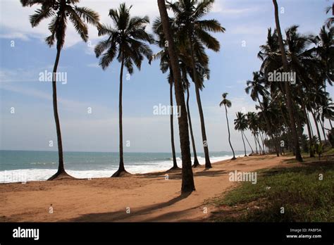 Palm Tree Lined Beach Near Cape Coast Ghana Stock Photo Alamy
