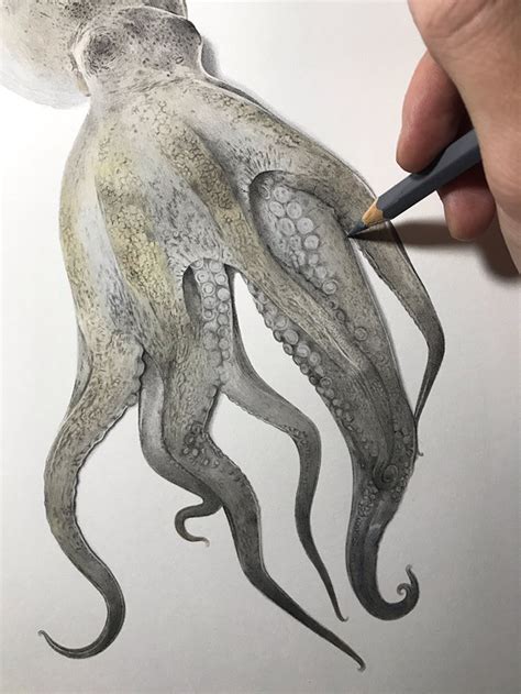 Pencil Octopus Drawing Realistic