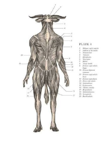 Minotaur Anatomy Mythological Creatures Mythical Creatures