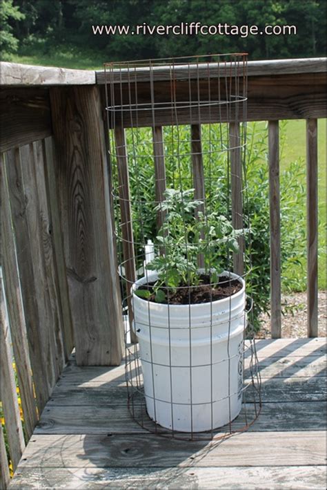 How Many Tomato Plants Per 5 Gal Bucket Cromalinsupport