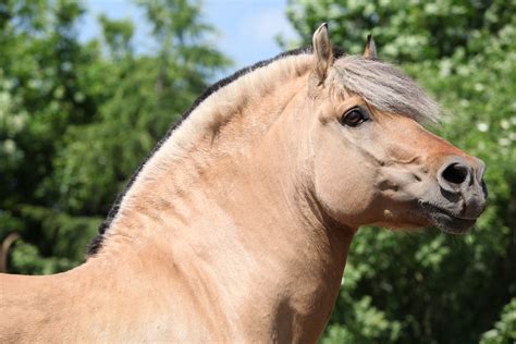 Unveiling History The Ancient Horse Breed Still Among Us Horse Care