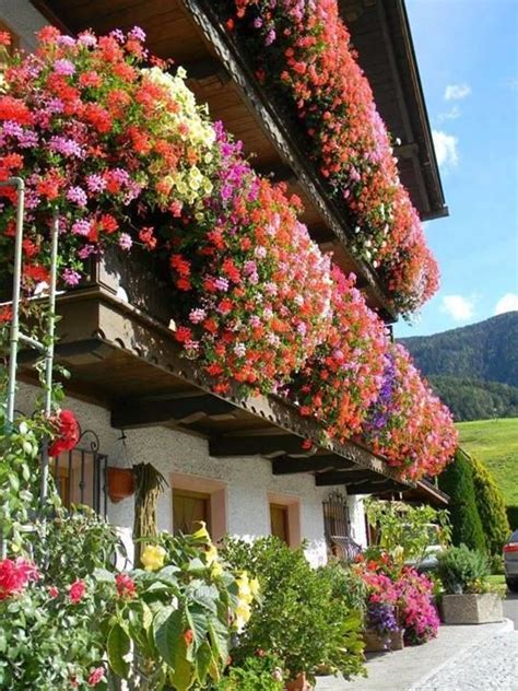 La columnea se destaca en el mundo de las plantas de interior debido al espectáculo que ofrecen sus masas de. Oberbayenrn, alta Baviera, Alemania. (con imágenes) | Jardines colgantes, Jardines, Jardines bonitos