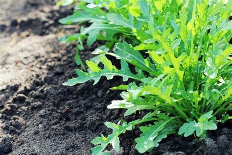 Arugula Plant Growing In Organic Vegetable Garden Gardening Soul