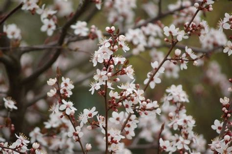 17 Different Types Of Plum Trees With Pictures House Grail