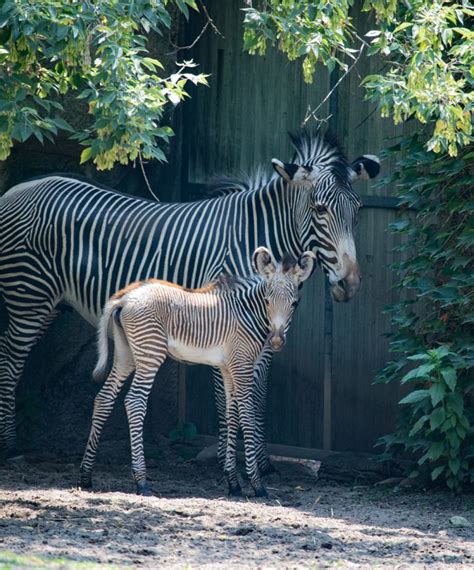 Photos Endangered Baby Zebra Born At Lincoln Park Zoo