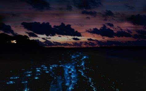 Bioluminescent Bay Kayak Tour In Fajardo Puerto Rico