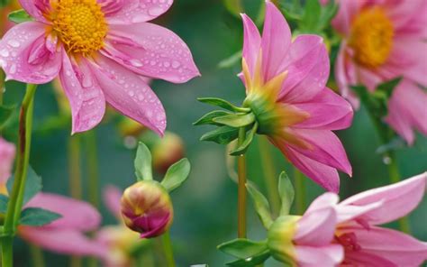🔥 Download Flowers For Flower Lovers Desktop Beautiful Hd Wallpaper By