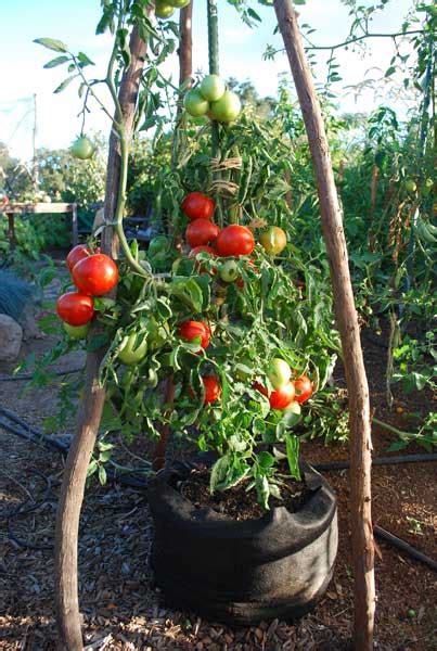 How To Grow Beefsteak Tomatoes In Pots My Heart Lives Here