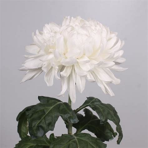 Chrysant Sgl Antonov Cm Gm Wholesale Dutch Flowers Florist