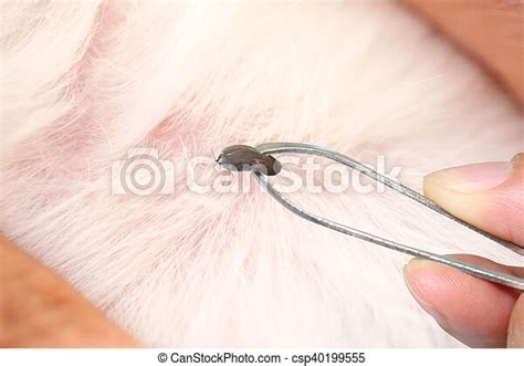 Tick Dog Stock Images Search Stock Images On Everypixel