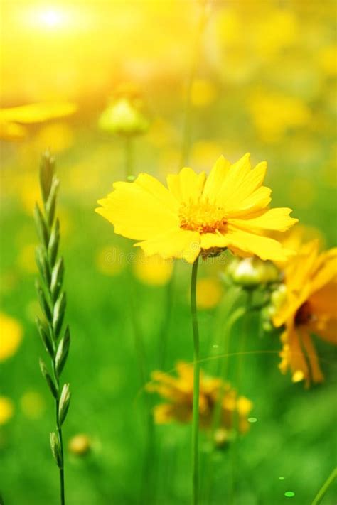 Sunny Flowers Field Stock Image Image Of Beautiful Environment 9862173