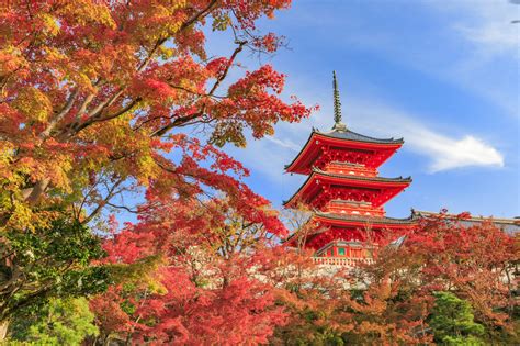 See Kyoto In Autumn 11 Places To Visit For Foliage In 2020 Matcha