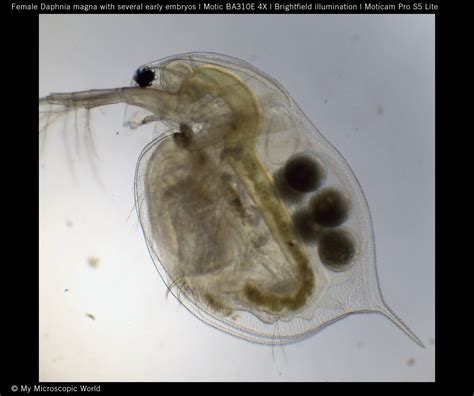 Motic Europe Blog Some Of The Smallest Crustaceans In The World