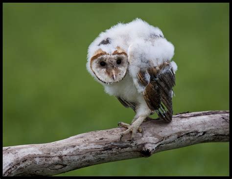 Baby Barn Owl 1 Baby Barn Owl Owl Barn Owl