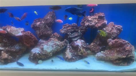 I Sold These Rocks 25 Years Ago At St George Aquariums Youtube