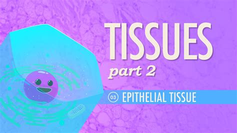 Tissues Part 2 Epithelial Tissue Watch And Study