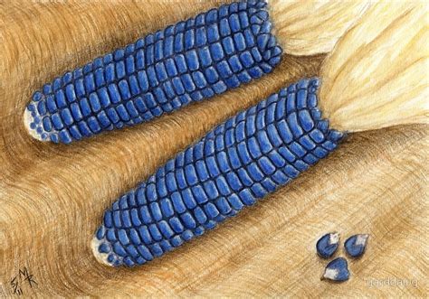 Whole Blue Maize Wholesale Suppliers In Nagpur Maharashtra India By